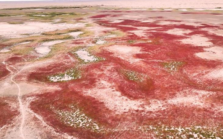 内蒙古红草地颜值“出圈” 惊鸿一瞥大漠中这一抹红