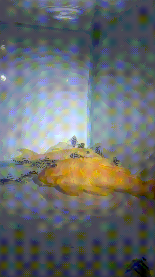 惊呆浙江男子烧钱爱好一条鱼价值300万