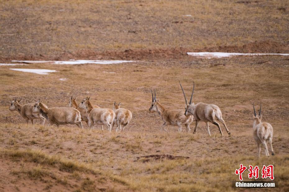 青藏公路沿线藏羚羊等野生动物悠闲觅食
