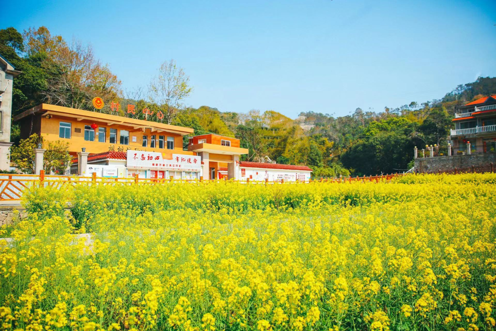 温州的绝美油菜花海，你打卡过几个？-新闻中心-温州网