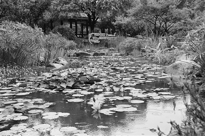 杨府山睡莲美丽绽放