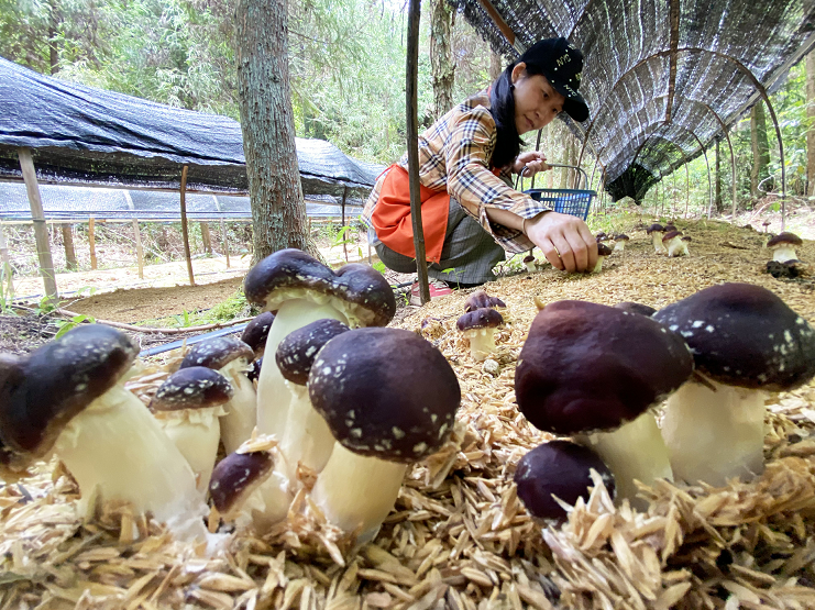 林下経済の赤松茸は「キノコ」力を見せている！文成助農の増収に向けた新たな道を開く