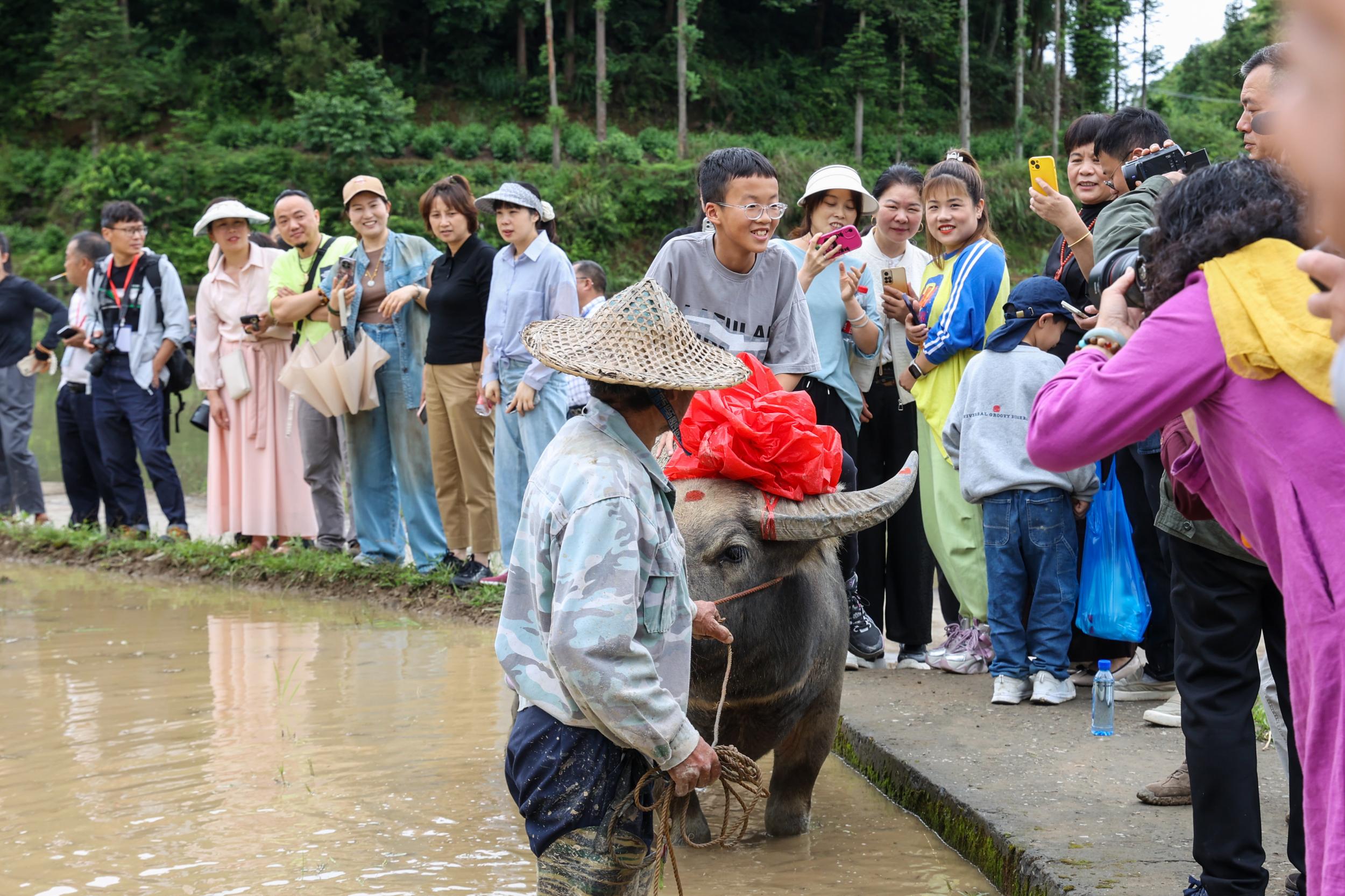 当农耕民俗遇上宋韵风雅！今年茗岙梯田开犁节别具一格