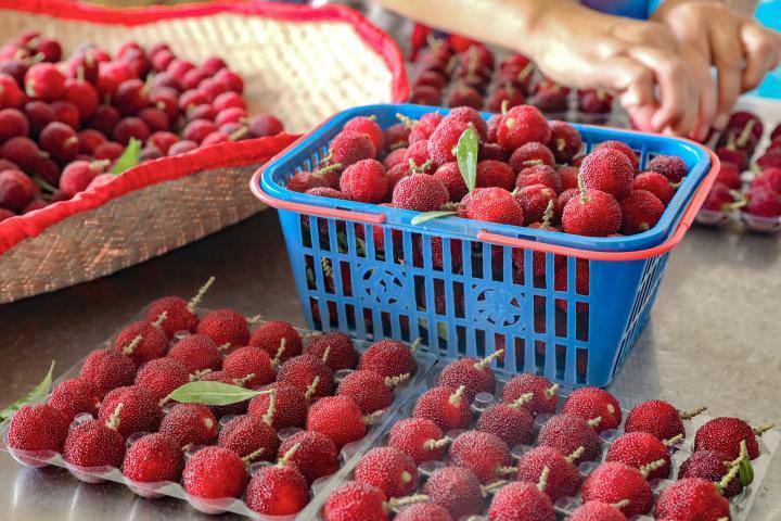 梅雨时节杨梅熟