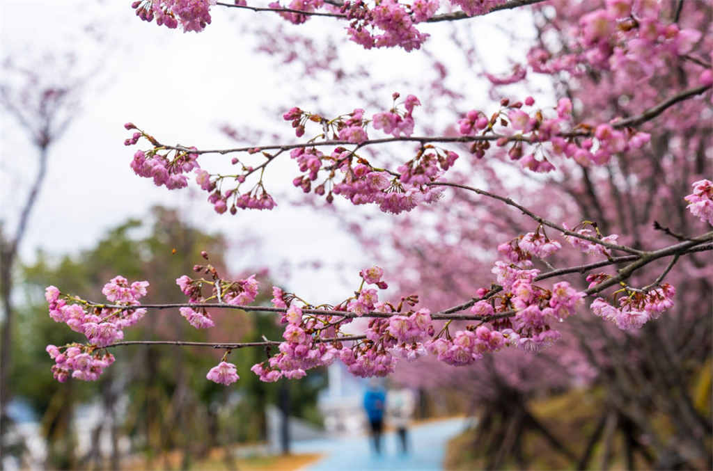 温州春日限定！桃花岛早樱已开，烂漫正当时