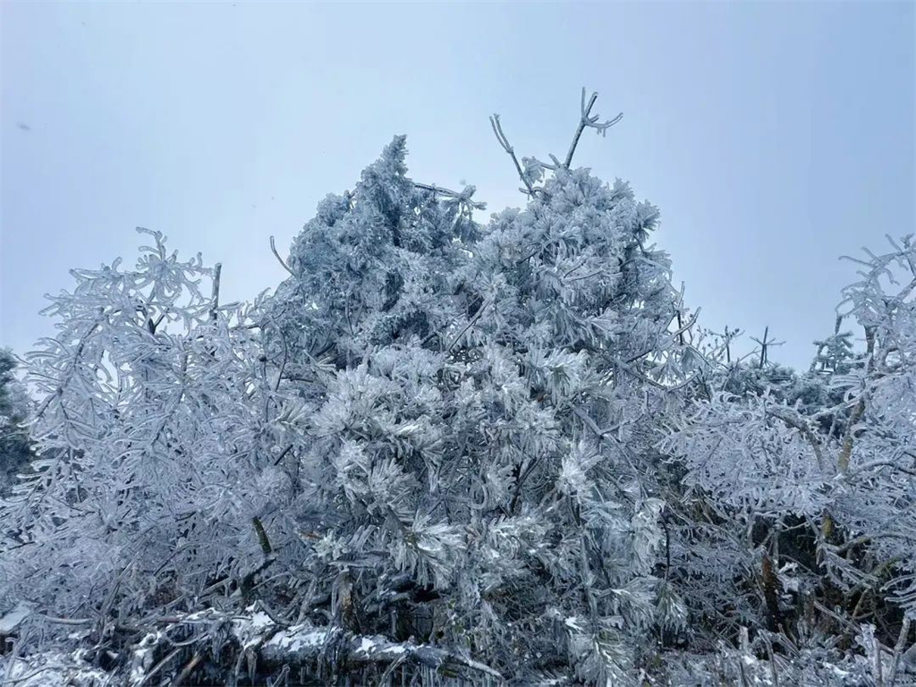 邂逅初春冰雪诗意 永嘉雾凇绽放