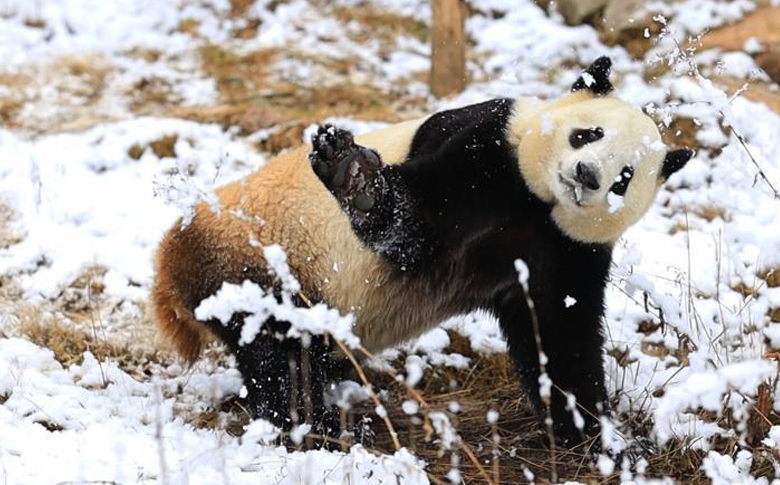 秦岭大熊猫春雪中“撒欢”