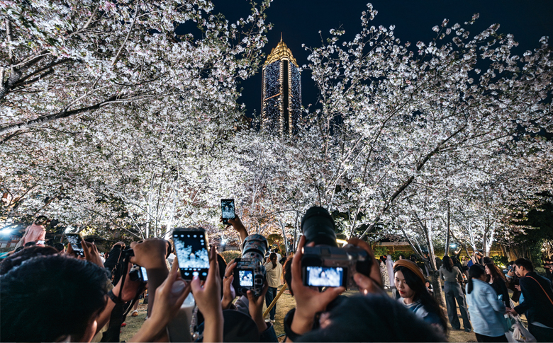 一夜5000人次打卡世贸“花框” 管理方多管齐下让樱花变美