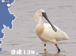 这片海湾,为何让“鸟中熊猫”一往情深