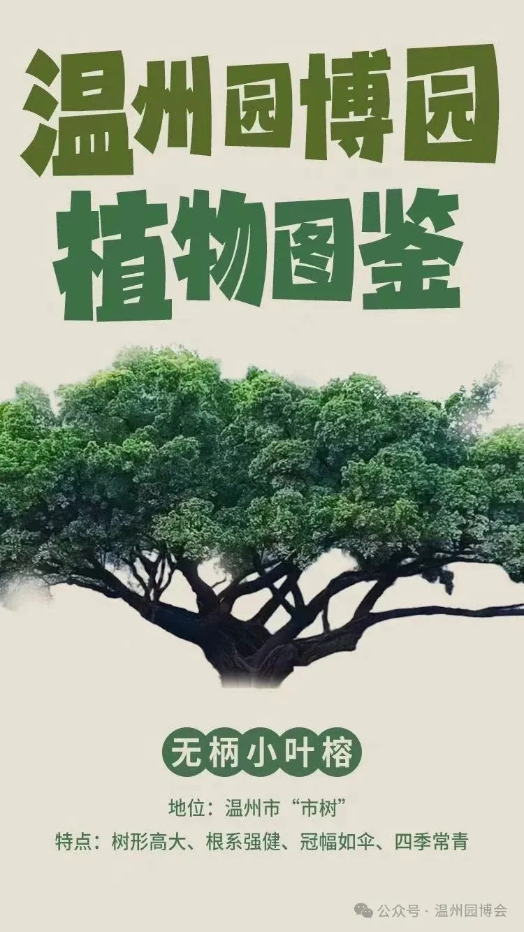 ��ã����������������֡��ޱ�СҶ�š�