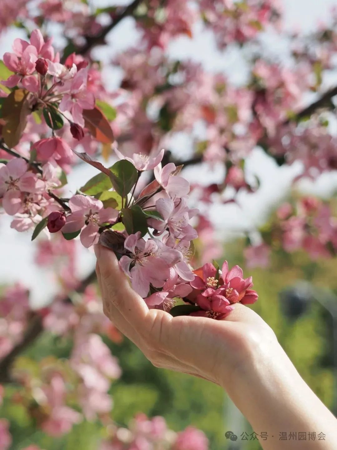 ֪��֪��Ӧ���̷ʺ���