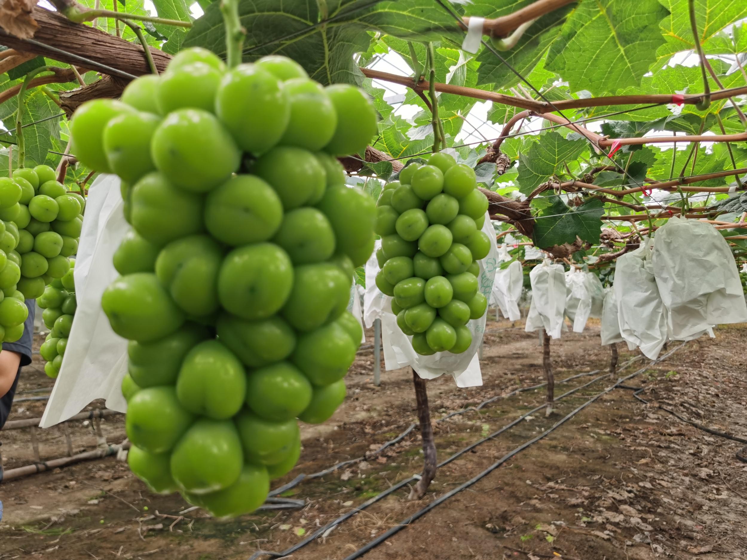 õ塱ͼ2.5Ԫ/ Ŀǰ˵Ʒ