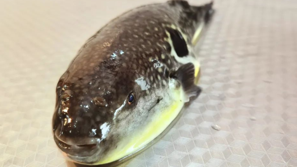 ·߼һ㣬˺û뵽Ȼжˣ70үѺ൱