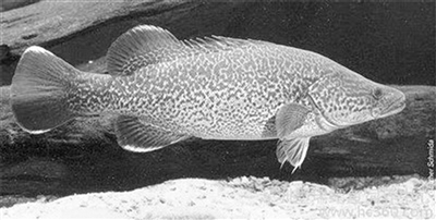 ƽⷱ˹ֳհ ޡ㡱