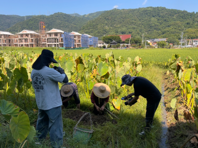 金秋“芋”见惊喜!温州这个村的毛芋迎来丰收季