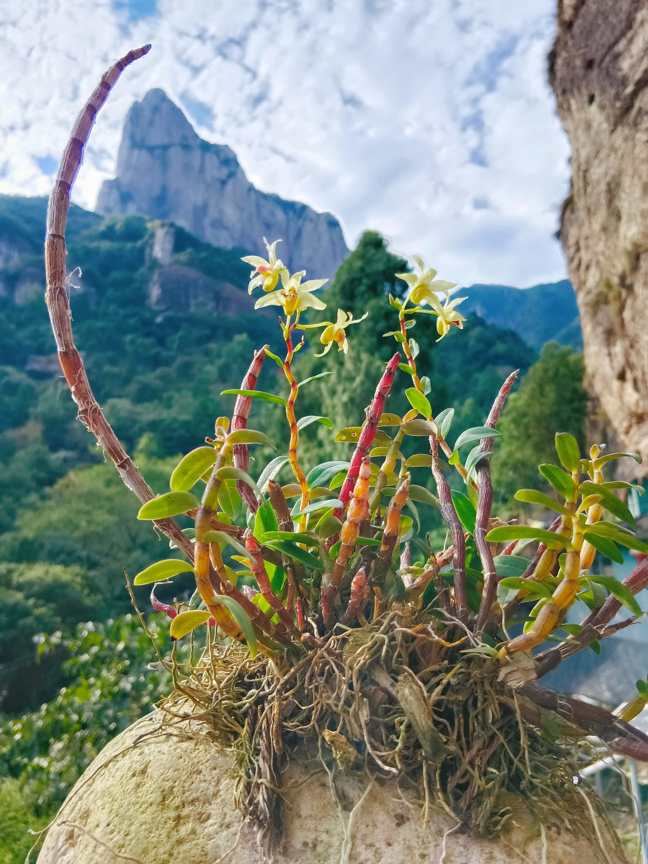 乐清铁皮石斛:雁荡山仙草的千年滋养