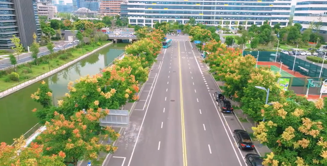 秋日“信使”上线!温州龙湾城市交通要道变身风景画廊