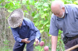 温州永嘉:85岁老侄子帮80岁叔叔干农活