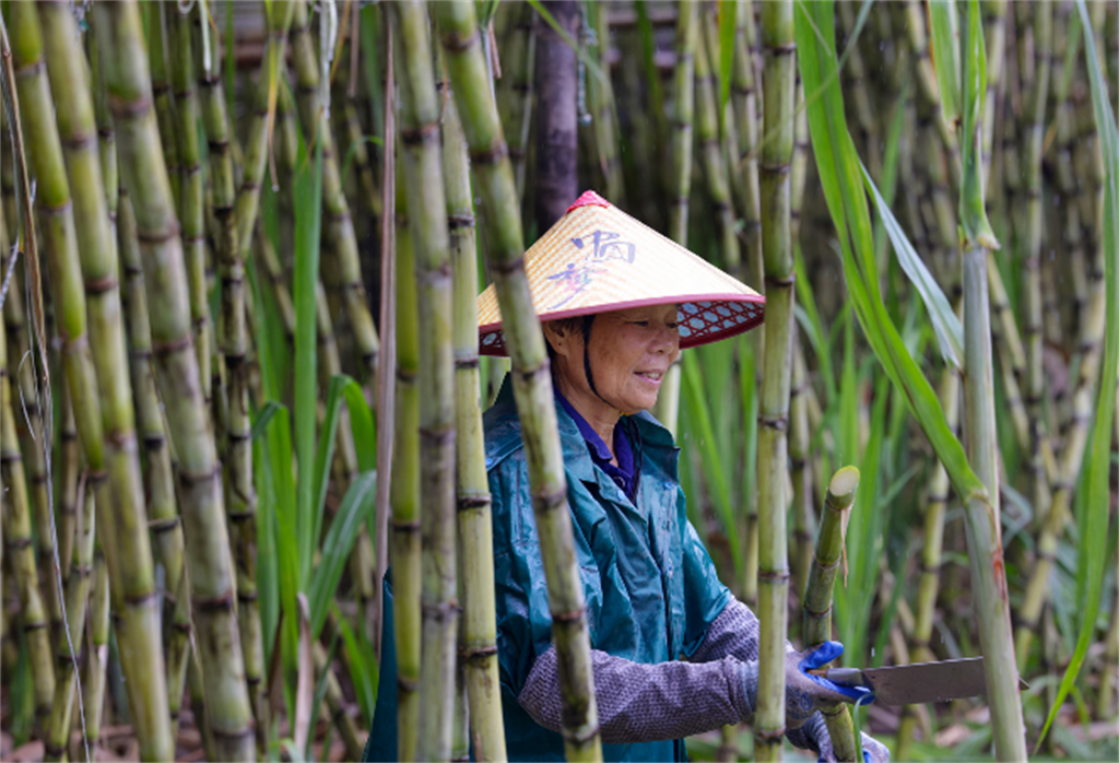 陶山甘蔗迎来丰收季!
