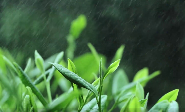 温州文成:茶旺人,人兴村