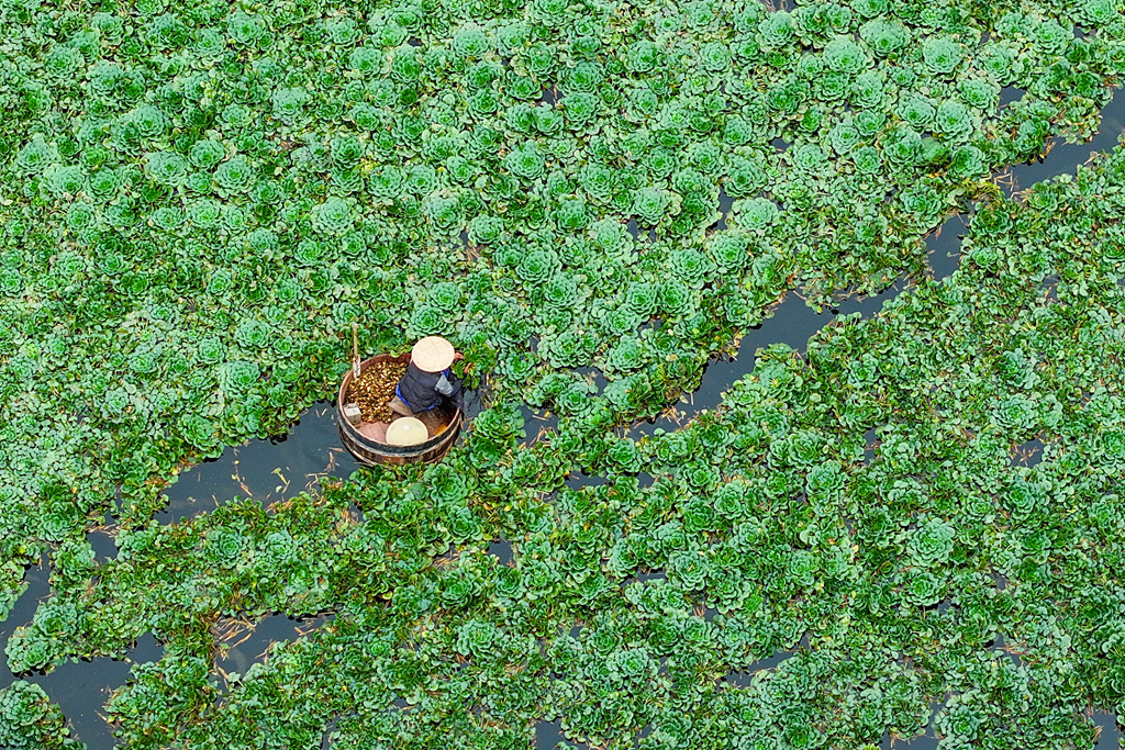 温州瓯海:又到一年采菱时