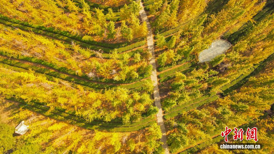 江西南昌凤凰沟银杏金黄“醉”迷人