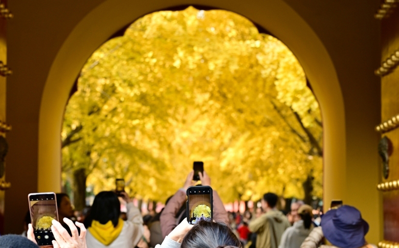 北京:中山公园银杏金黄引游客