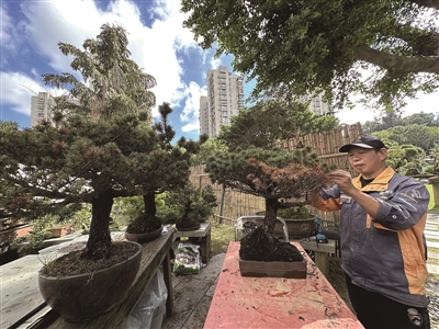 市民捐赠的52株五针松在公园“安家”