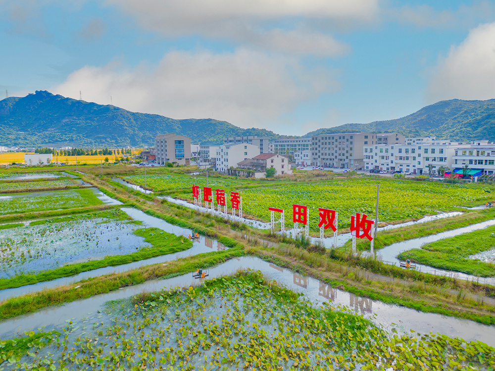 蒼南:“稻蝦共作”蹚出增收致富新“稻”路