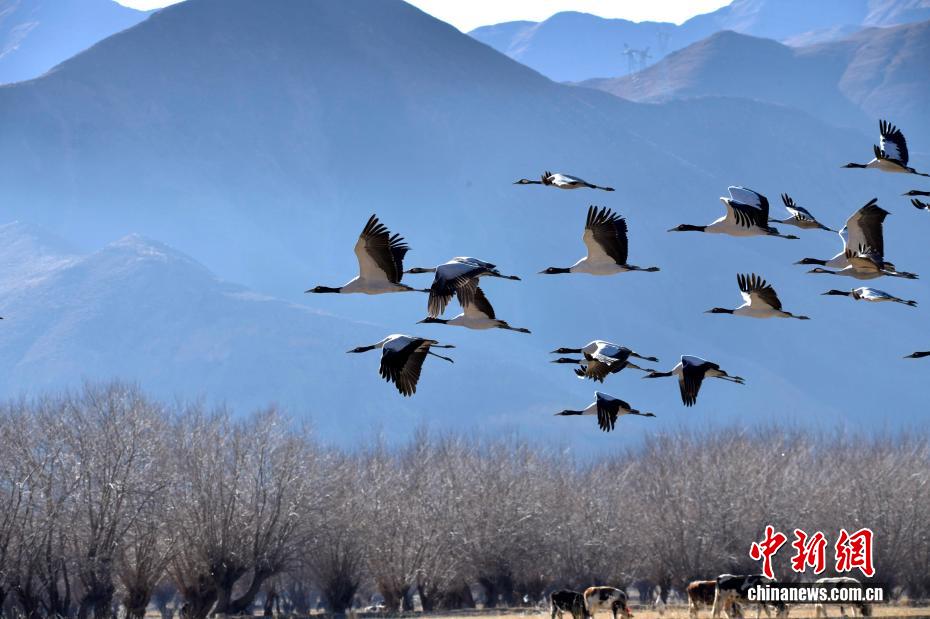 黑頸鶴冬日悠然“打卡”西藏日喀則