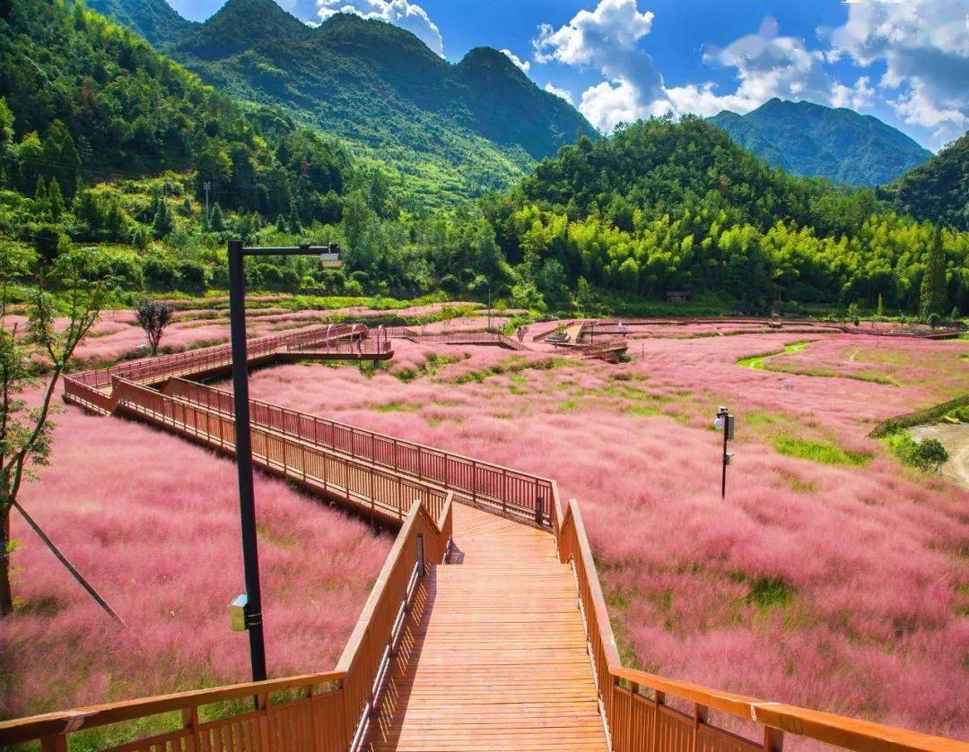 一秒圈“粉”!溫州“粉色云霧”來了!