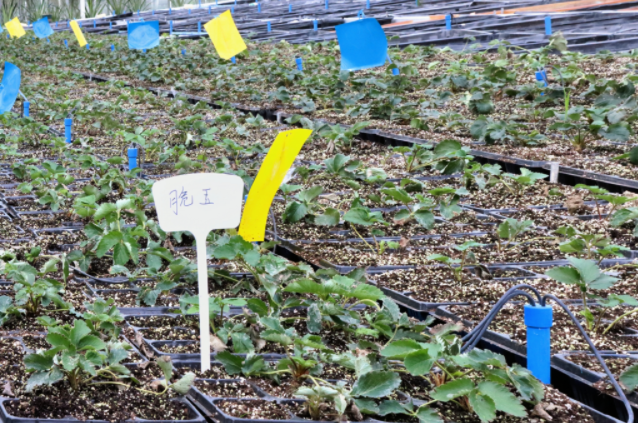 从实验室直达产业链 温州鹿城草莓迈向“种苗自由”