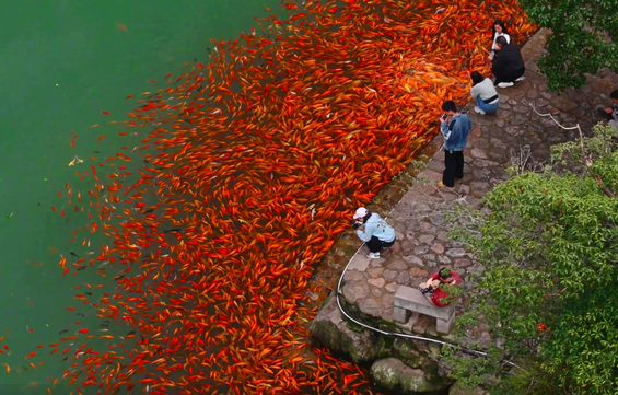 温州永嘉陶公洞:一池锦鲤戏水间 自然美景入画来