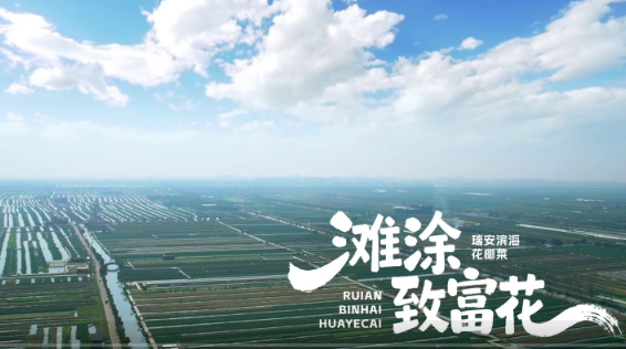 温州瑞安:滩涂致富花