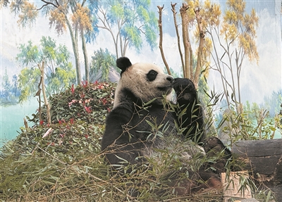 “宝弟”“宝妹”实力圈粉 温州动物园年客流量创历史新高