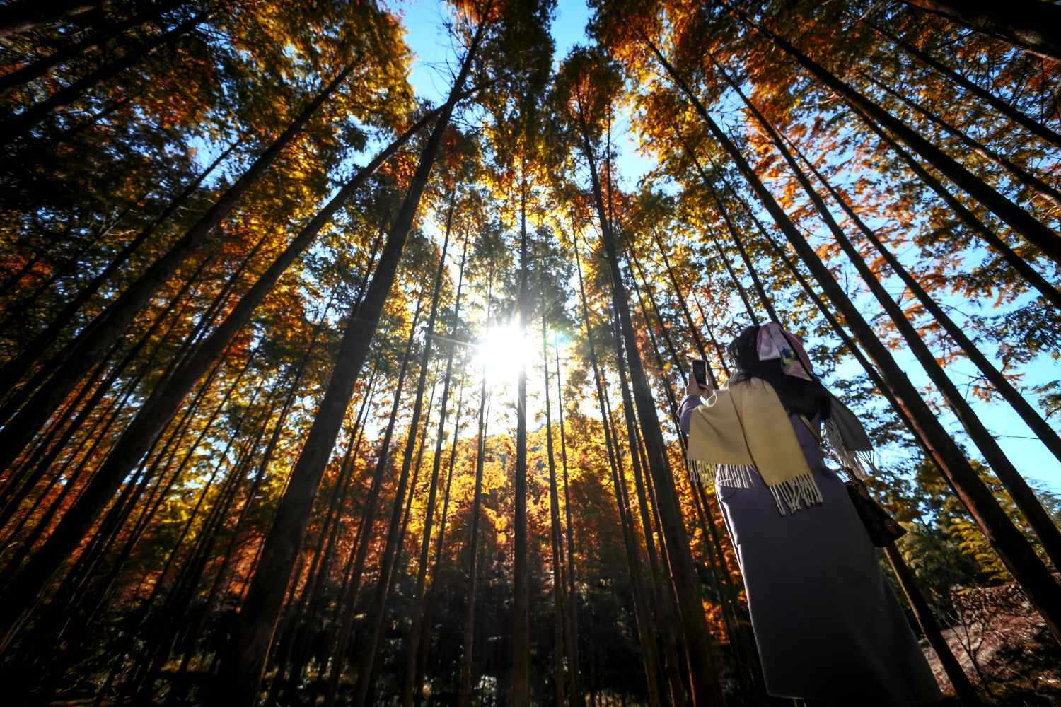 温州文成:红杉如火 岁月成诗