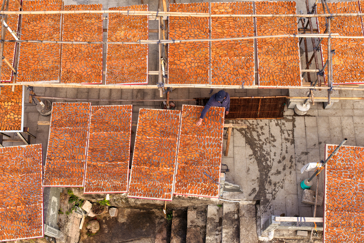 温州这里“番薯枣”飘香