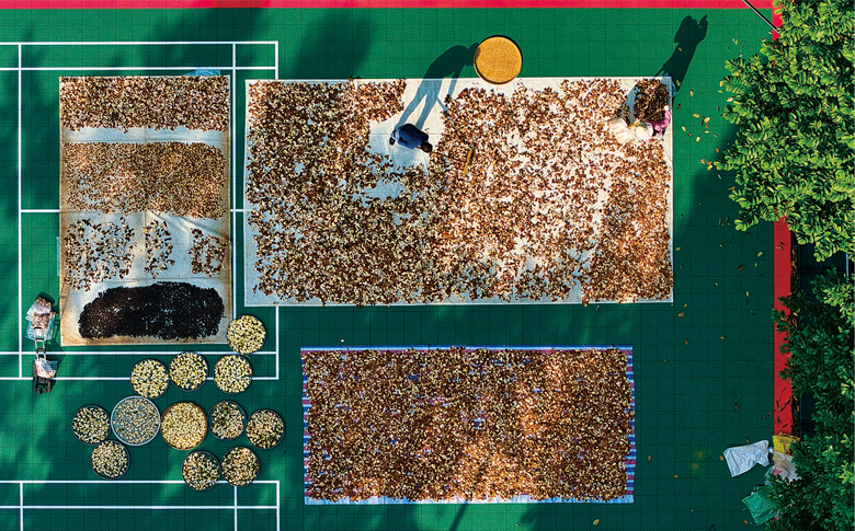 冬日暖阳里 瓯柑尽成陈