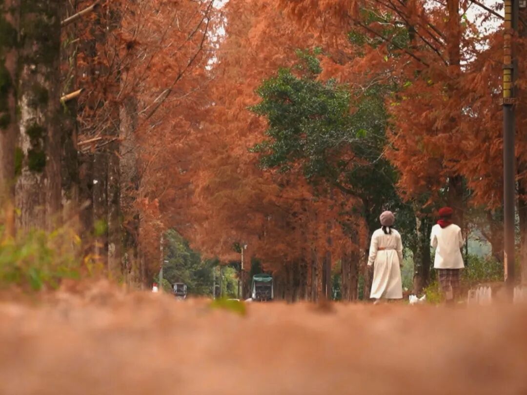泰顺红杉上色已达100%!趁着周末去打卡