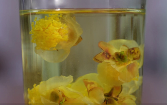 温州永嘉:茶树花开出致富路