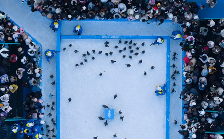 哈尔滨:百只企鹅巡游