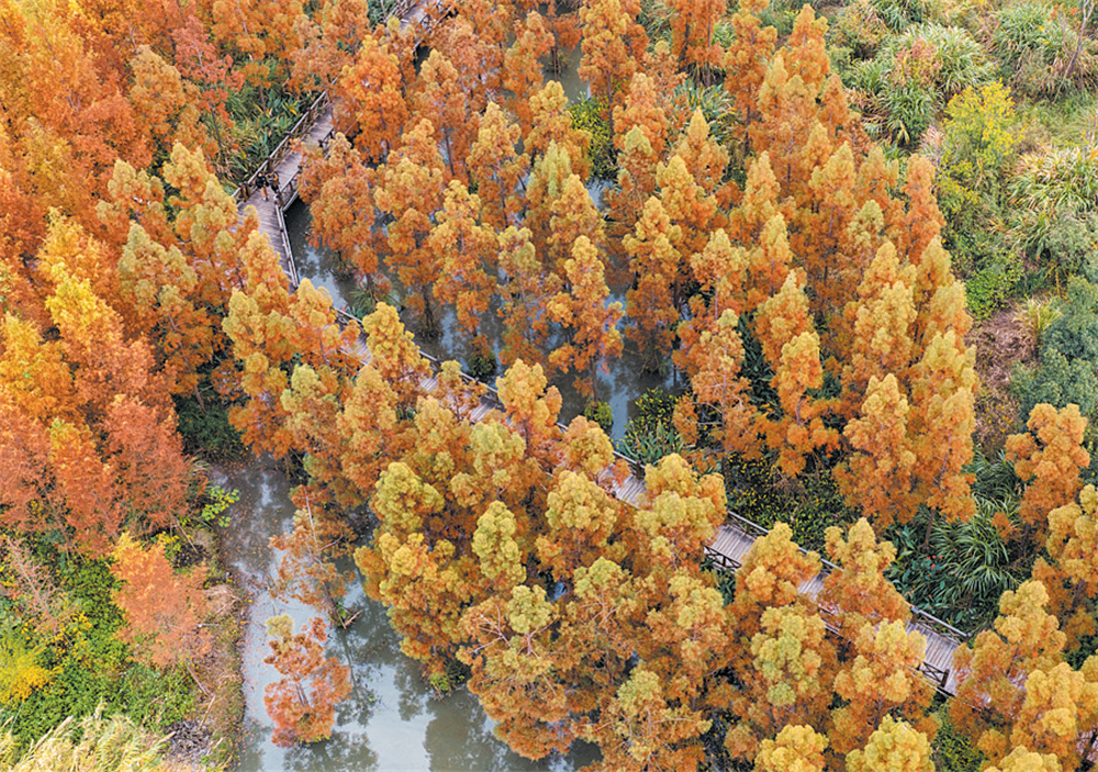 三垟湿地“调色盘”上线,超出片