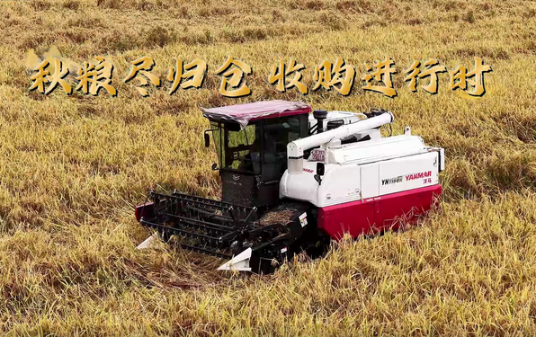 溫州:秋糧盡歸倉 收購進行時