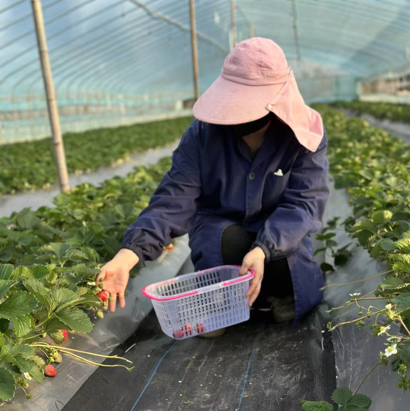 持续高温影响果型!温州本地草莓“小巧”上市