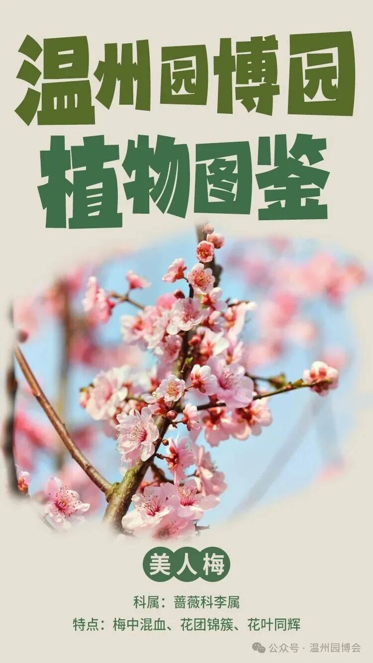 温州园博园植物图鉴丨梅中“混血”,颜值开挂