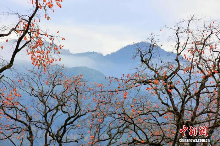 中国新闻网:“柿柿如意”增添浙南山村“甜蜜味”
