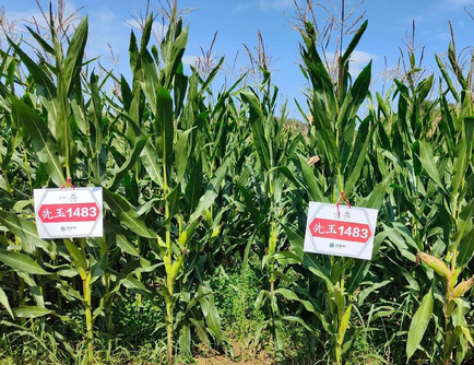 ũҵũ�岿�Ǽ���ɫũ������Ʒ��1048�� �����������ӡ�226��