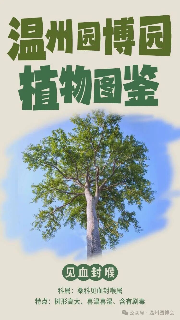 ����԰��԰ֲ��ͼ��ح���������޺���ʵ�򡰼�Ѫ�����