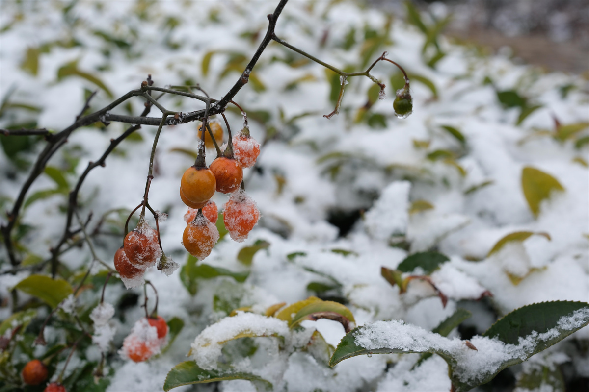 �����ƻã�����ӭ���׳���ѩ