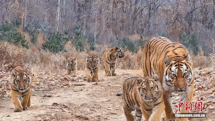 �й��״μ�¼��������ͬ�� һ̥���������纱��